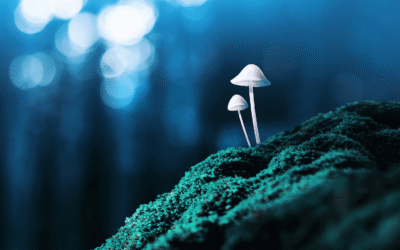 The Future is Fungi / The Fungi Investment Collective